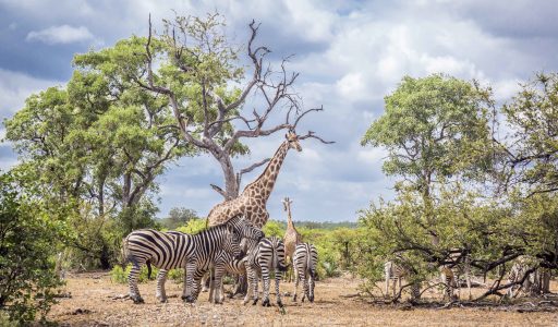 Afrique du sud