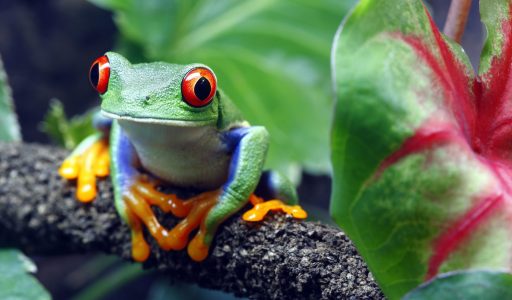 A colorful Red-Eyed Tree Frog (Agalychnis callidryas) sitting along a vine in its tropical setting.