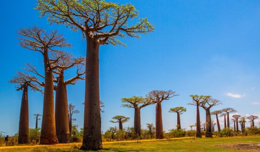 Beautiful Baobab trees at sunset at the avenue of the baobabs in Madagascar