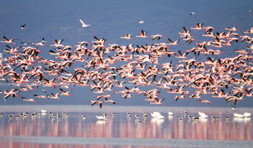 Flock of pink flamingos from Lake Manyara, Tanzania. African safari